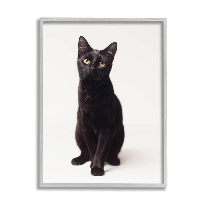 Stupell Cute Black Cat Expressive Eyes Pet Portrait Framed Giclee Texturized Art by Marika Moffit - 24 x 30 - Grey