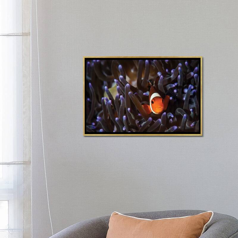 iCanvas "A Clownfish In An Anemone, North Sulawesi, Indonesia" by Brook Peterson Framed