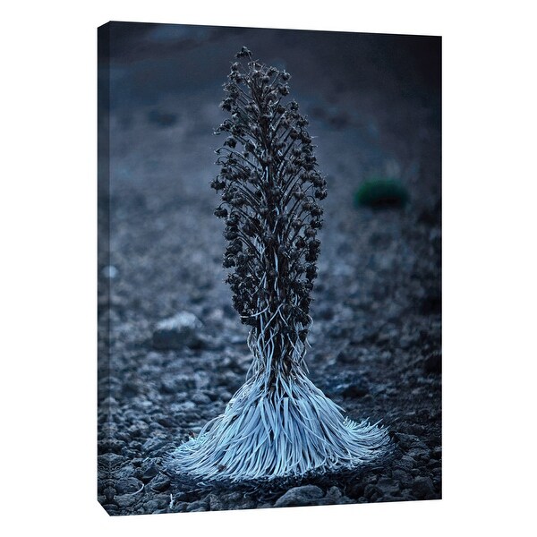PTM Images 9-108369 PTM Canvas Collection 10" x 8" - "Hawaii Silver Sword A" Giclee Flowers Art Print on Canvas