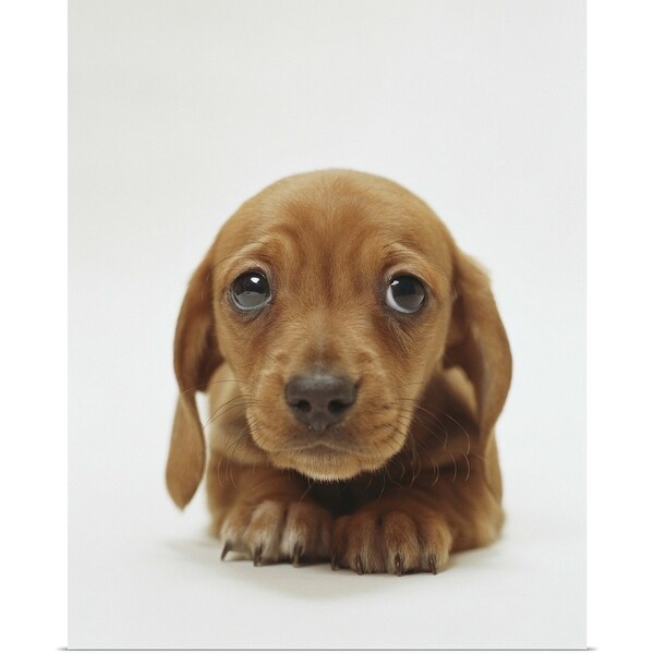 "Dachshund puppy lying down" Poster Print