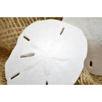 Shop 9greenbox 3 Real Round Sand Dollar Great For Ornament