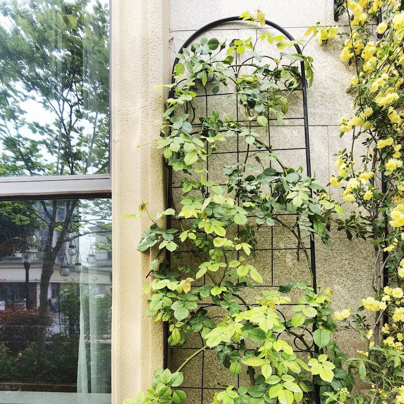 2 Pack Metal Garden Trellis for Climbing Plants - Black