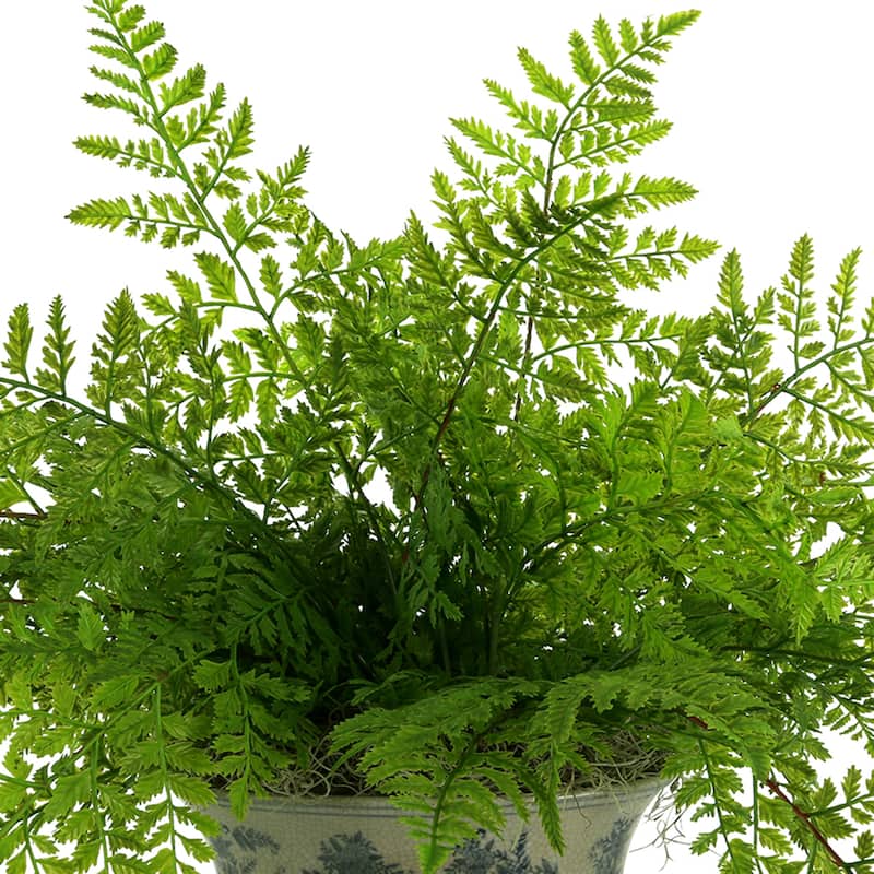 Fern Arrangement in a Decorative Ceramic Pot - Green