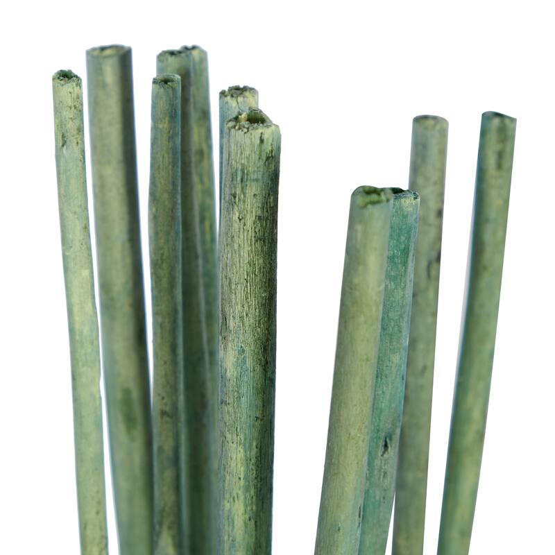 Multi colored, White Brown or Light Brown Dried Plant Pigeon pea Natural Foliage (Set of 2)