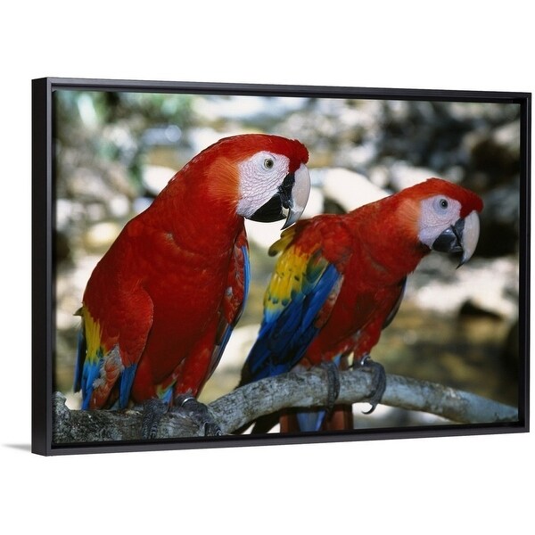 Shop Pair Of Scarlet Macaws On Branch Honduras Multi