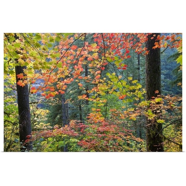 "Fall colors with vine maples, Silver Falls St. Park, Oregon" Poster Print