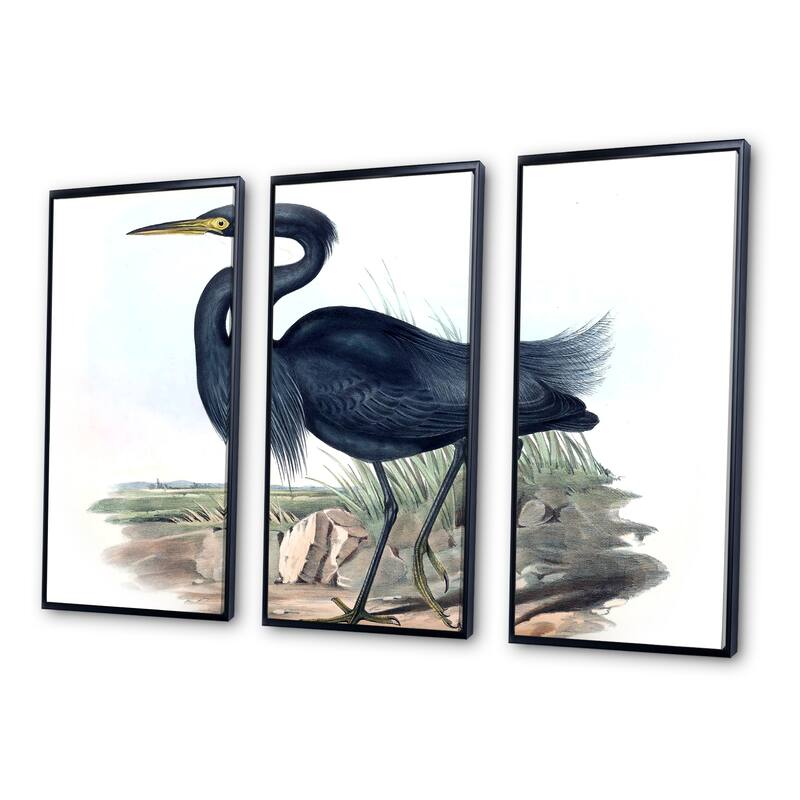 Designart "Vintage Australian Birds III" Traditional Framed Art Prints