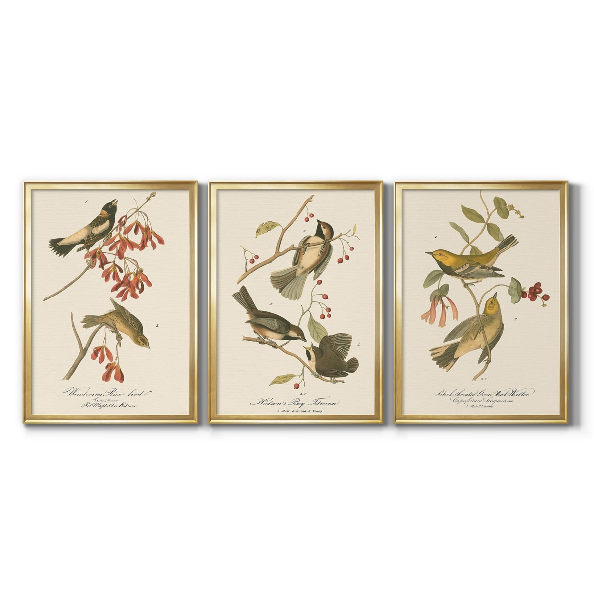 Wandering Rice Bird Premium Framed Canvas - Ready to Hang - Multi-Color