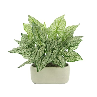 Caladium in a Ceramic Pot