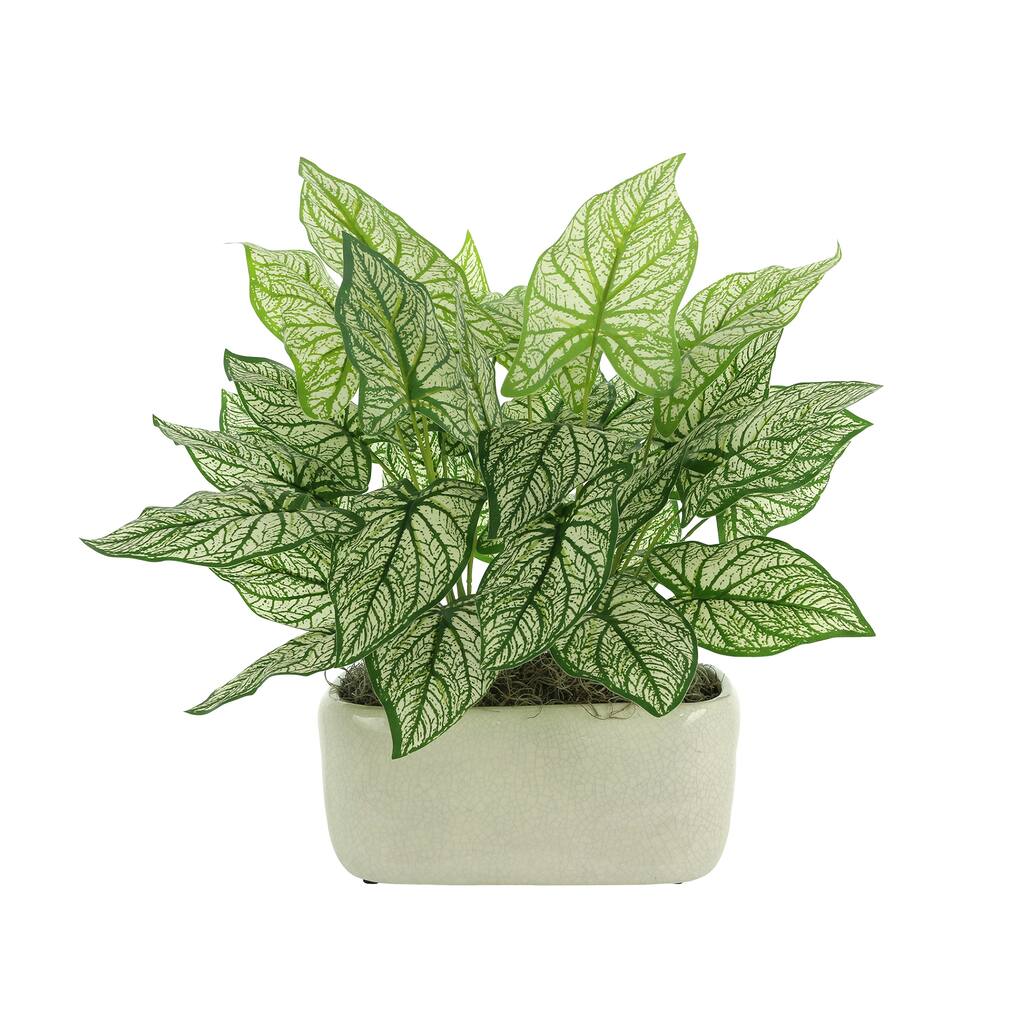 Caladium in a Ceramic Pot