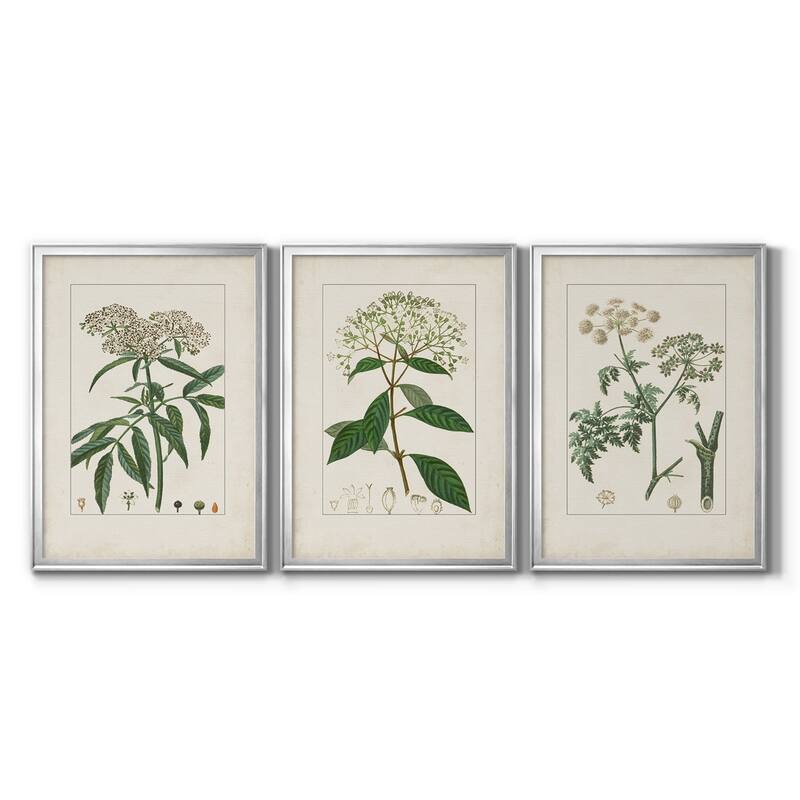 Antique Turpin Botanical VII Premium Framed Canvas - Ready to Hang - Multi-Color