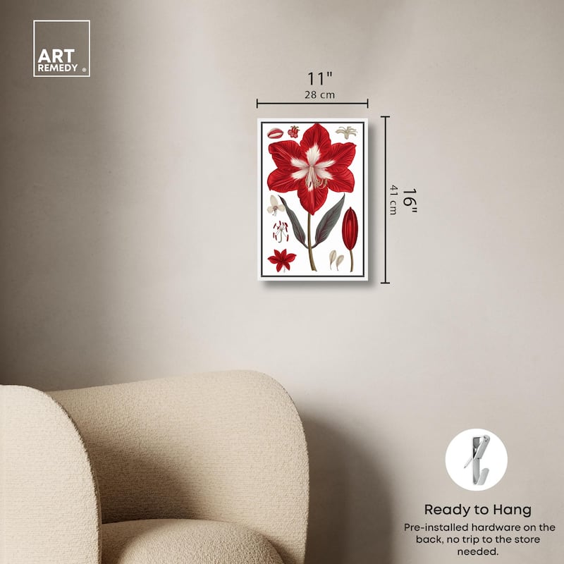 Amaryllis Anatomy Canvas by Art Remedy