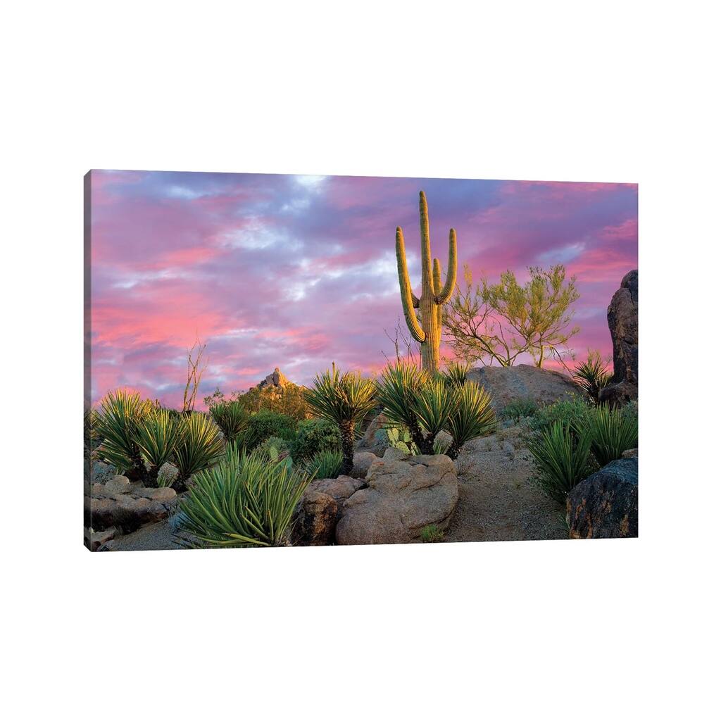 iCanvas "Cactus Garden Sunrise" by Dennis Frates Canvas Print
