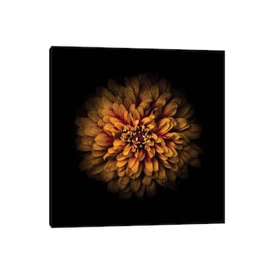 iCanvas "Orange Zinnia" by Brian Carson Canvas Print