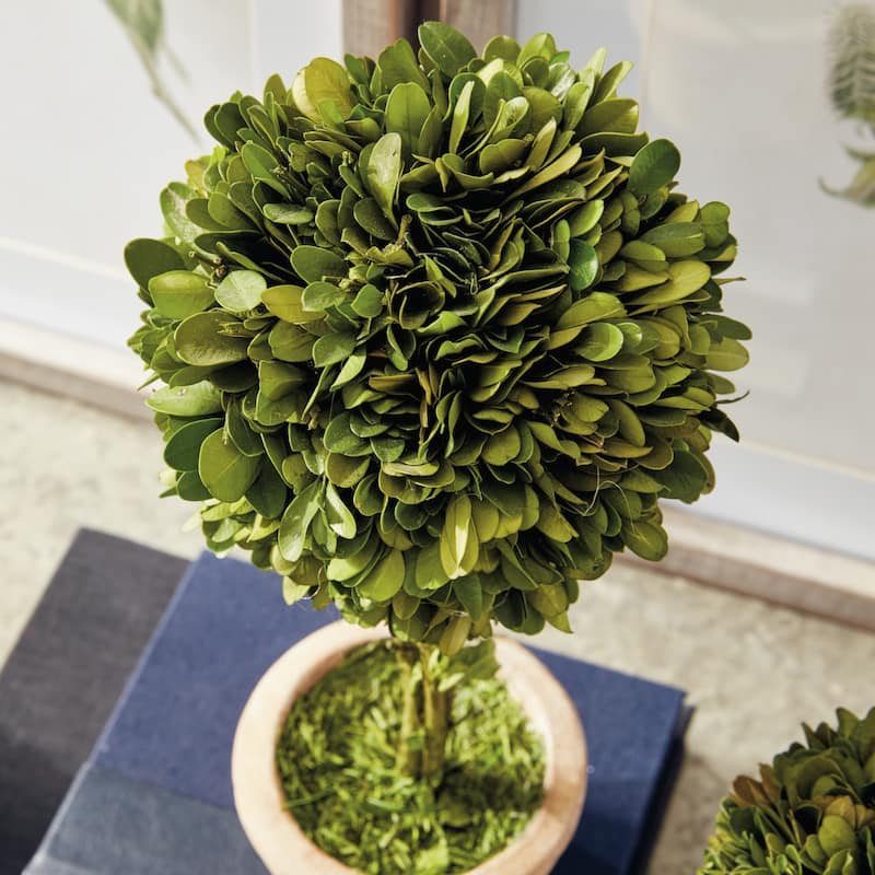 Boxwood Topiaries In Pots, Set Of 5