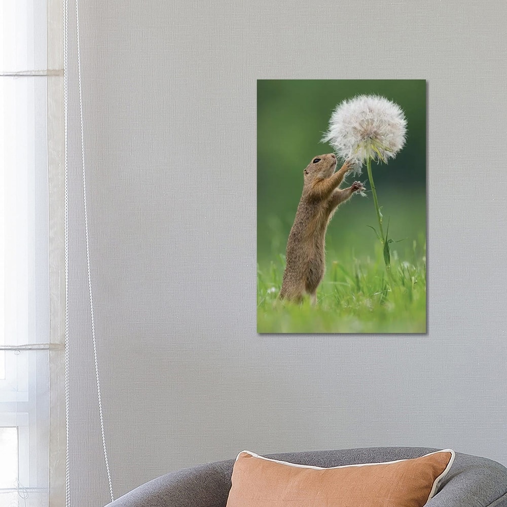 iCanvas "Ziesel With A Very Big Dandelion IV" by Dick van Duijn Canvas Print