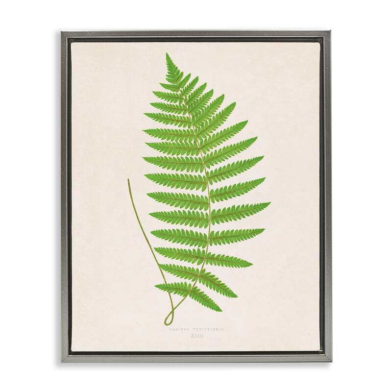 Stupell Single Fern Branch Framed Floater Canvas Wall Art Design By Phillipa Katz - 25 x 31 - Grey