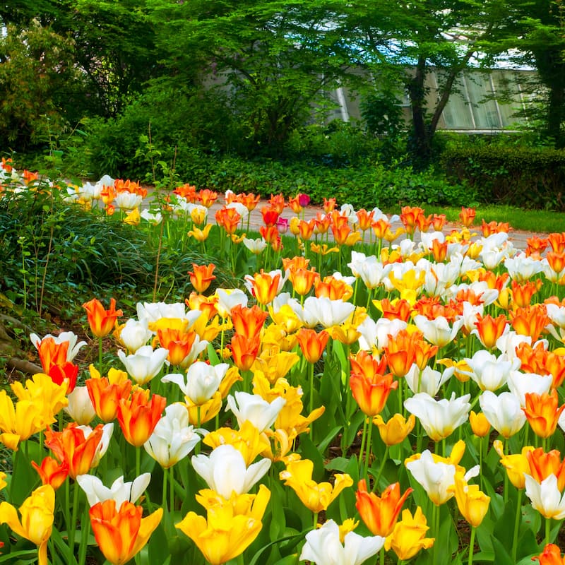 Sun & Shade Loving Ground Cover Tulips- 48 Bulbs- Red, Yellow, Orange Colorful Flowers Attracts Butterflies, Bees & Hummingbirds