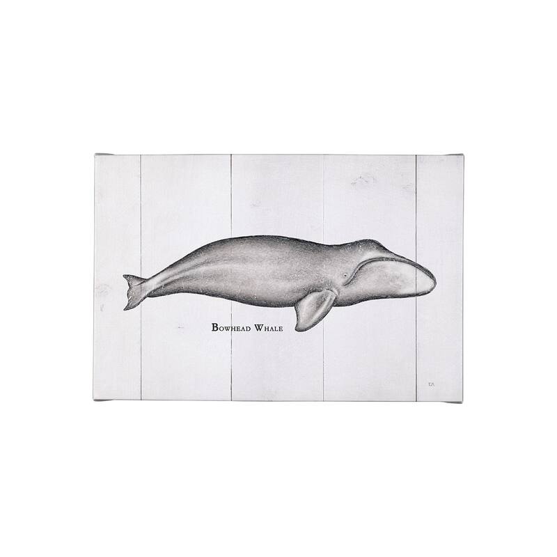 Bowhead Whale (30 x 20) Canvas Art Print - Small