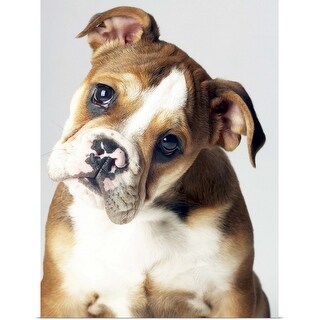 Shop English Bulldog Puppy Poster Print Overstock 21000184