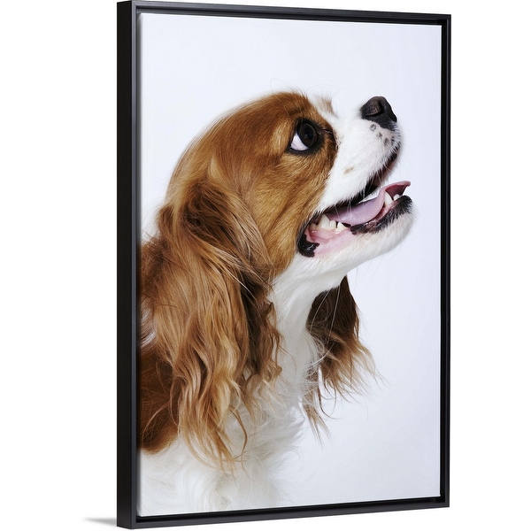 Cavalier king sales charles wall art