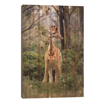 Rothchild's Giraffe Portrait Print On Wood by Jane Rix - Multi-Color