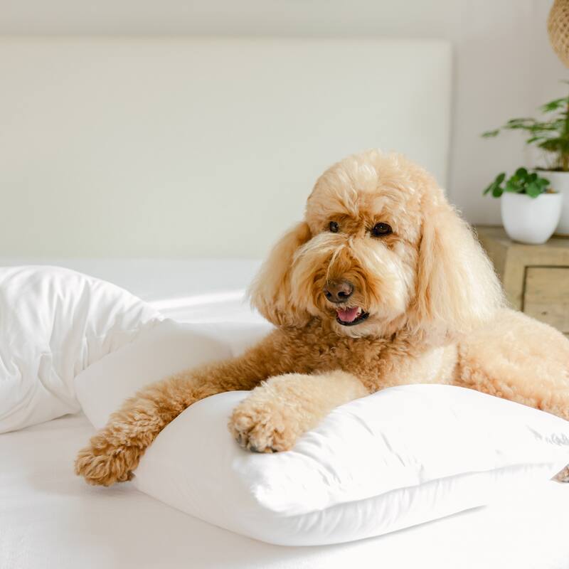 Jennifer Adams Hypoallergenic 2-Pack Pillow Protector Set