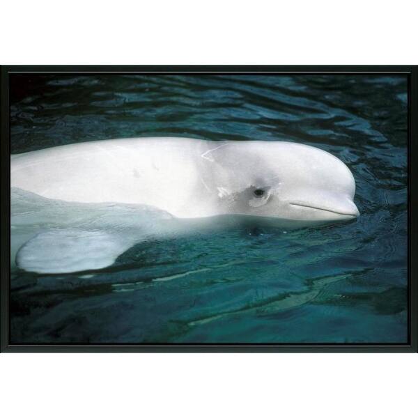 Shop Easy Art Prints Kevin Schafer S Beluga Whale Premium Canvas
