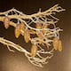 Set of 10 Pine Cone LED String of Lights