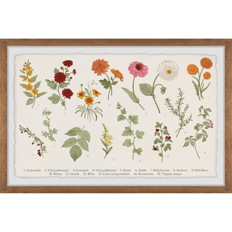 Wild Rose Framed Print