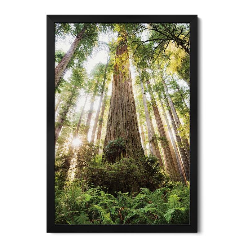 Redwood Forest Premium Framed Poster by Stefan Hefele - Black - 16x24x1