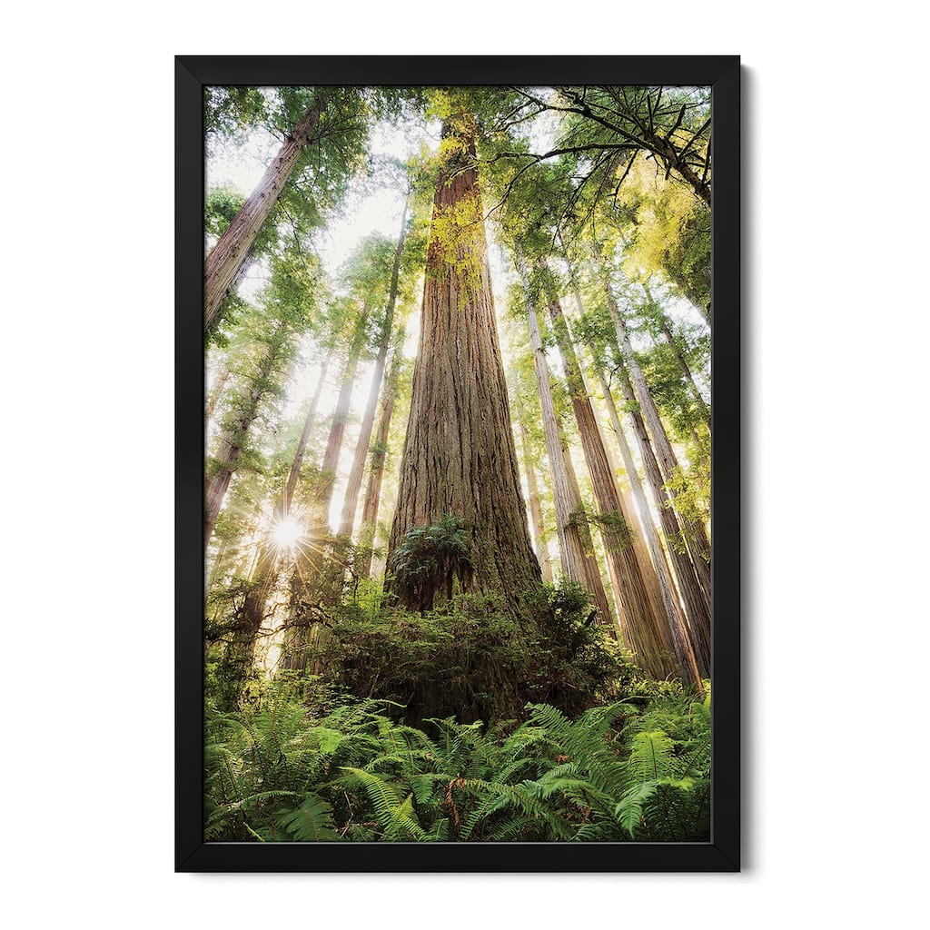 Redwood Forest Premium Framed Poster by Stefan Hefele