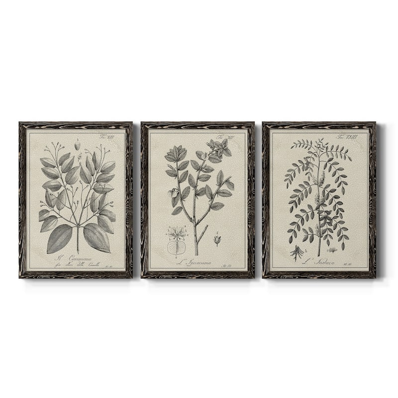 Antique Black & White Botanical VII-Premium Framed Canvas - Ready to Hang - Multi-Color - 17X20 - Black
