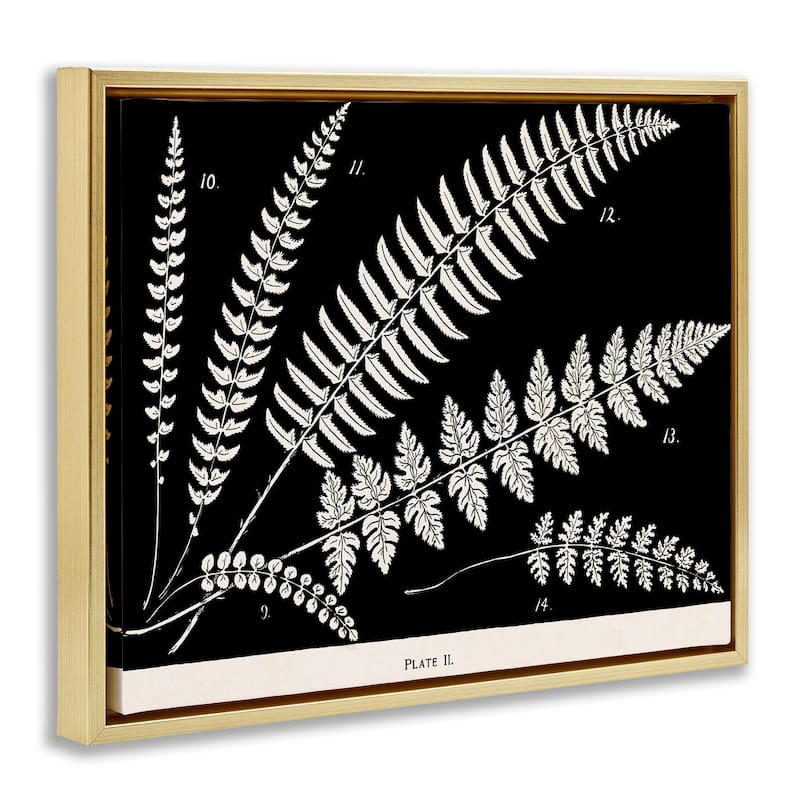 Stupell Fern Studies on Black Framed Floater Canvas Wall Art Design By Phillipa Katz