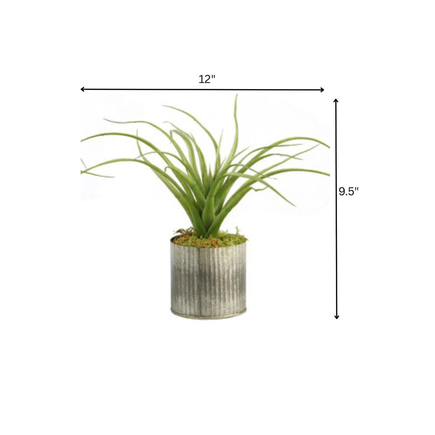 HomeStock Light Green Curly Tillandsia in Round Tin Planter (Set of 3) -  Modern Faux Air Plants Trio - 9.5 - Overstock - 43125726