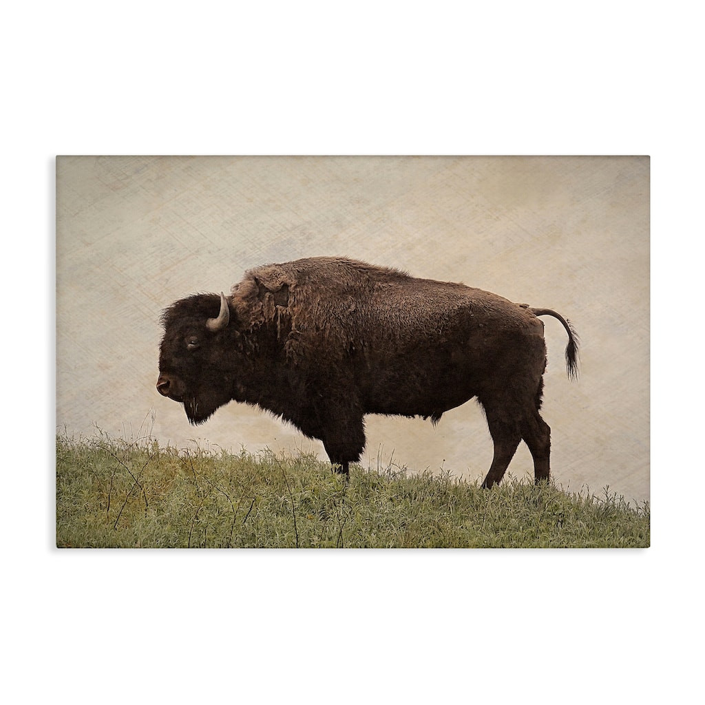 Stupell Serene Buffalo on Country Hill Canvas Wall Art Design By Steve Toole