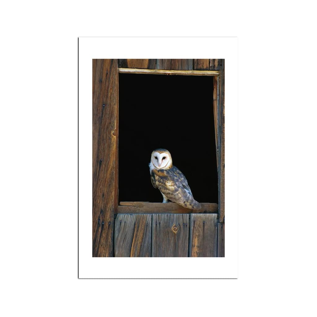 Barn Owl Perching On Barn Window Fine Art by Konrad Wothe - Multi