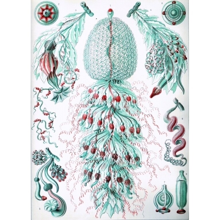 Ernst Haeckel Organisms Classified As Siphonophorae Poster Print (18 X 24)  - Bed Bath & Beyond - 36745915