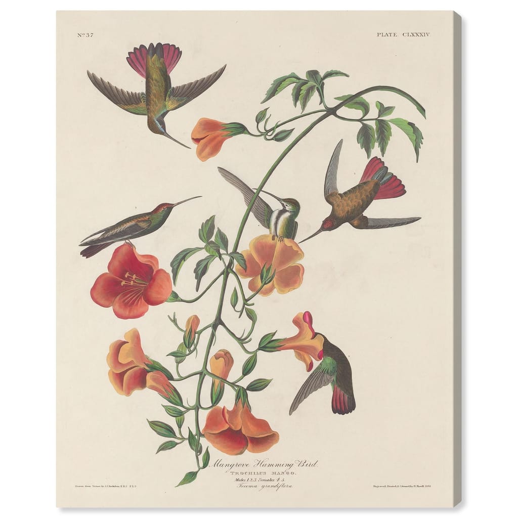 Humming Bird 1834 Canvas by Art Remedy, Gallery Wrapped