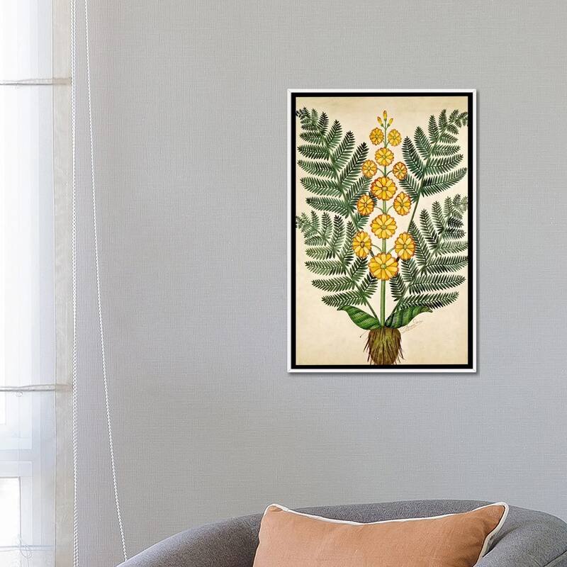 iCanvas "Fern with yellow flowers, plate from a seed merchants in Oisans " by French School Framed