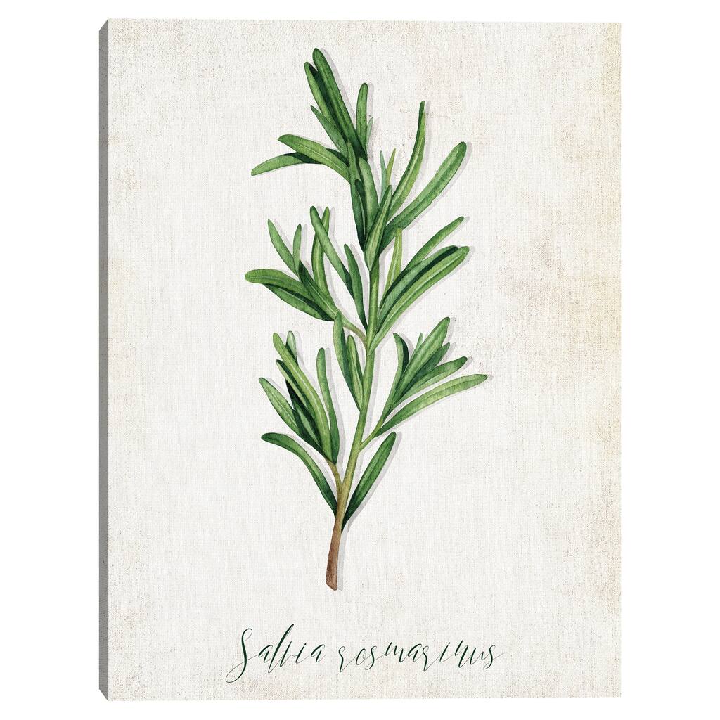 Rosemary Canvas Art Print