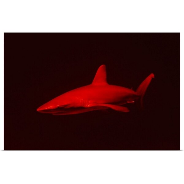 red shark toy