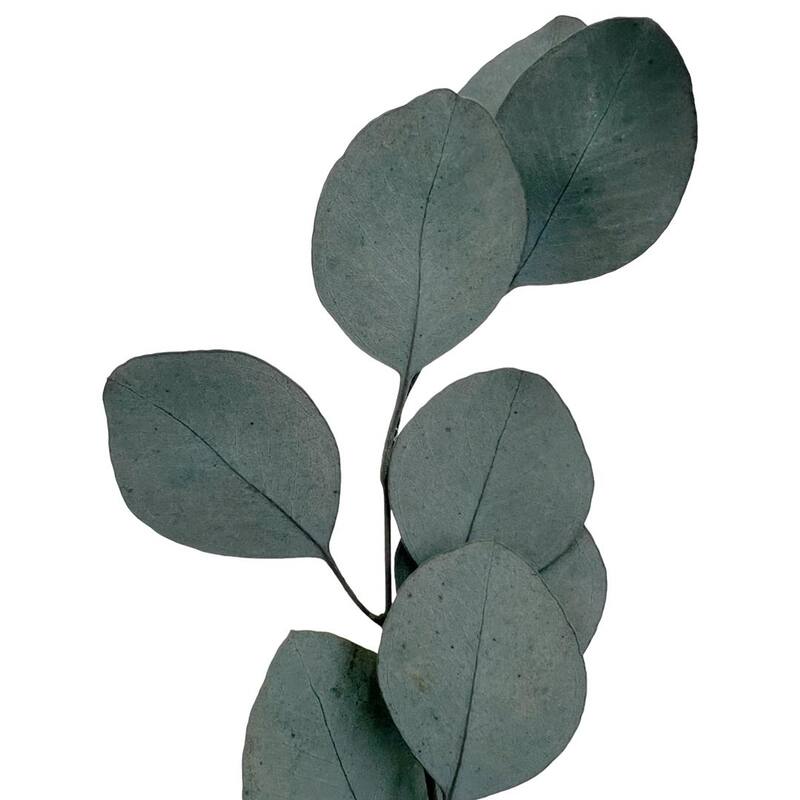 Bundle of 4 Preserved Eucalyptus Apple Leaves 24" long - 24 Inches