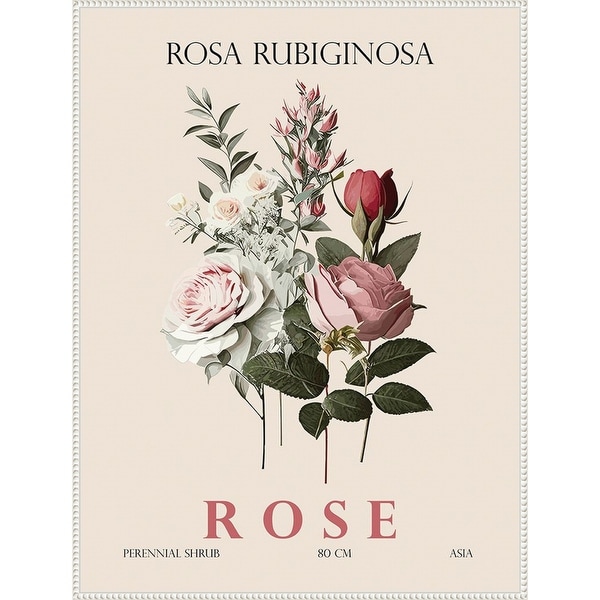 Vintage Botanical Rose Illustration by Christopher Giampietro