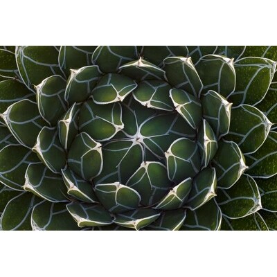 Queen Victoria'S Agave, Saguaro National Park, Arizona by Ingo Arndt ...