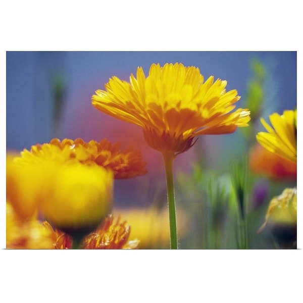 "Wildflowers in bloom, soft focus close up, Oregon, united states, " Poster Print