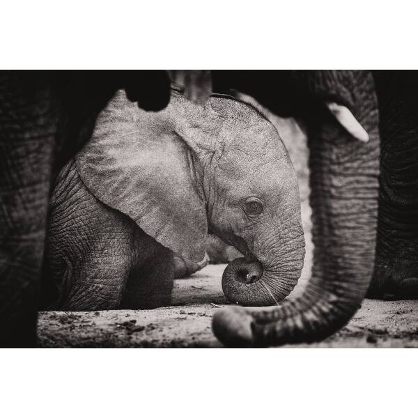 Shop Elephant Calf Lantern Press Photography Art Print