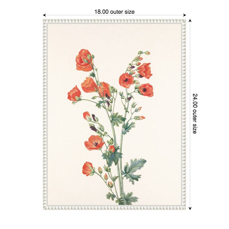 Scarlet Globe Mallow From North American Wildflowers (1925) by Mary Vaux Walcott (18 x 24 in.), Framed Canvas Wall Art Print