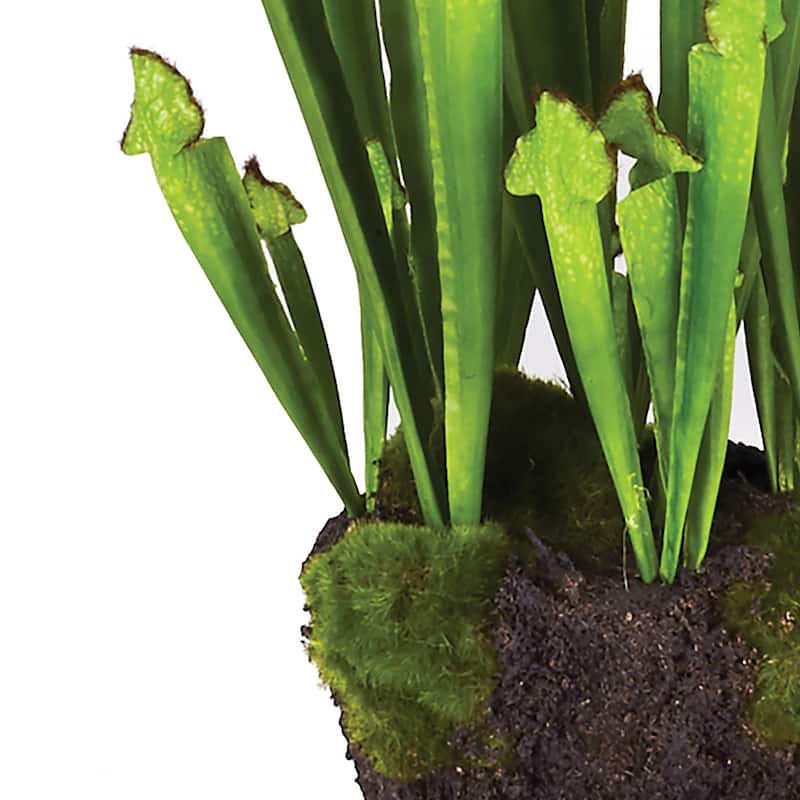 Sarracenia Drop-In 21"