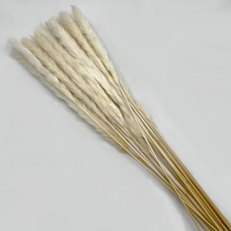 Bundle of 4 Preserved flowers Small pampass grass, 20" long - 20 inch